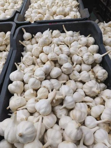 Garlic 40 + mm - Image 2