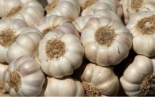 Garlic 40 + mm - Image 3